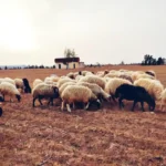 Libya: Q-Fever, Animal Transmitted Disease, Recorded in Western Libya