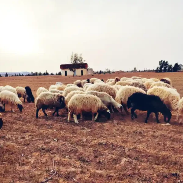 Libya: Q-Fever, Animal Transmitted Disease, Recorded in Western Libya