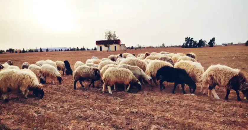 Libya: Q-Fever, Animal Transmitted Disease, Recorded in Western Libya